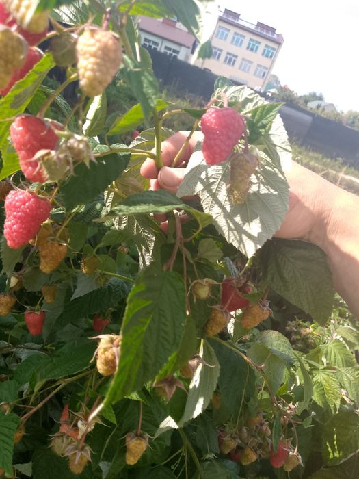 Witam sprzedam sadzonki maliny
