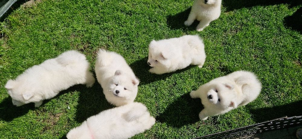 Śliczny  Samojed