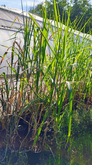 Miskant olbrzymi, Miscanthus × giganteus, duże sadzonki.