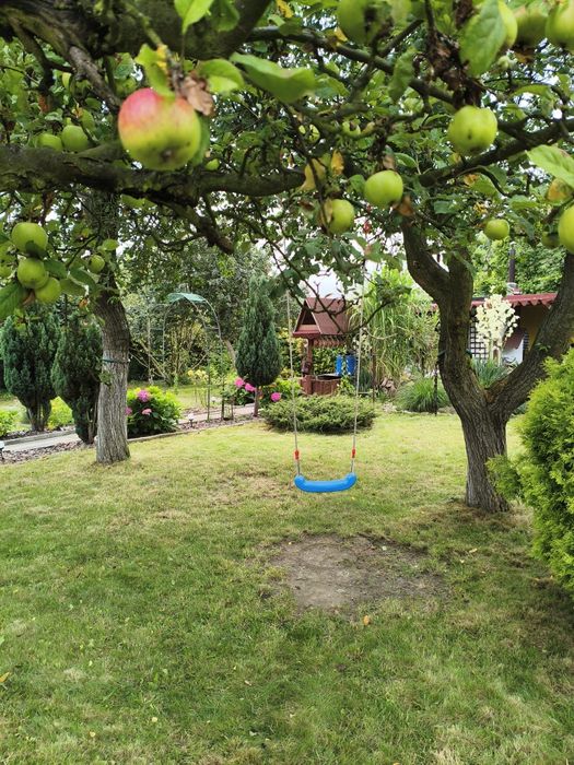 Nowa cena Noworoczna !Ogródek działkowy 503m2