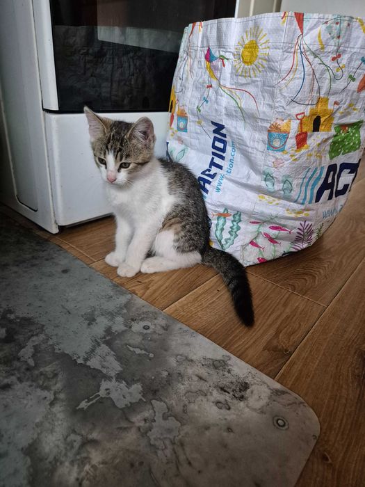 Piękny kotek do wzięcia za darmo.
