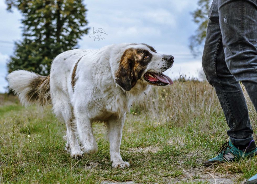 Wspaniała Iskra w typie moskiewskiego psa stróżującego! Adoptuj Ją!
