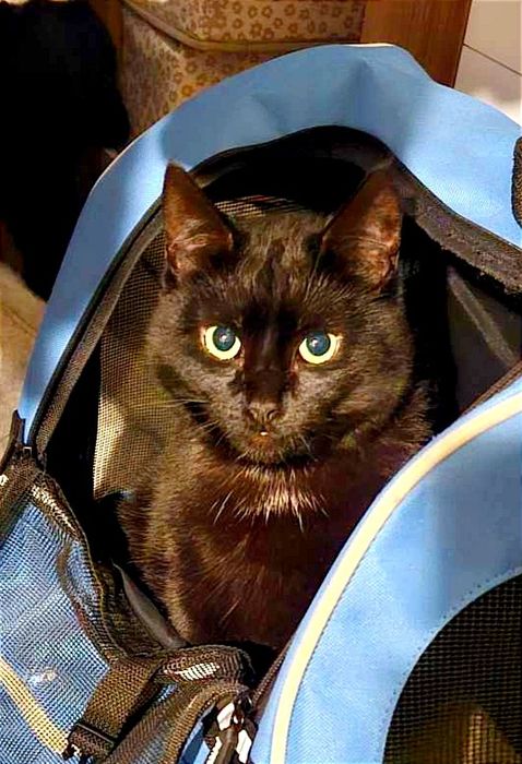 Czarna mama i dzieciaki