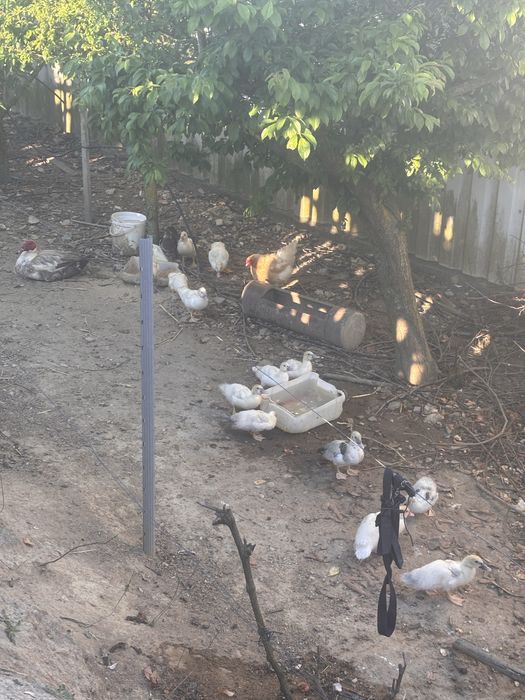 Patos mudos para mudar da casa