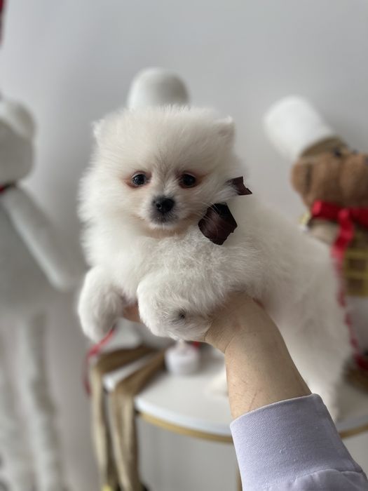 Померанські шпіци — Гарантовано закохаєтесь з першого погляду