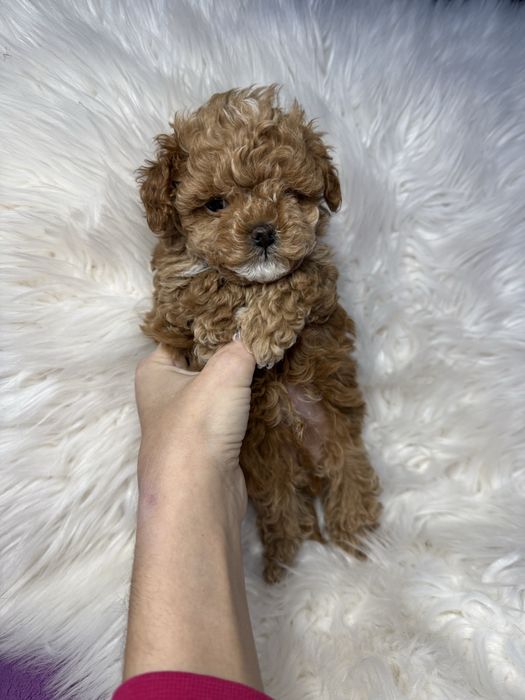 Красиві міні цуцики