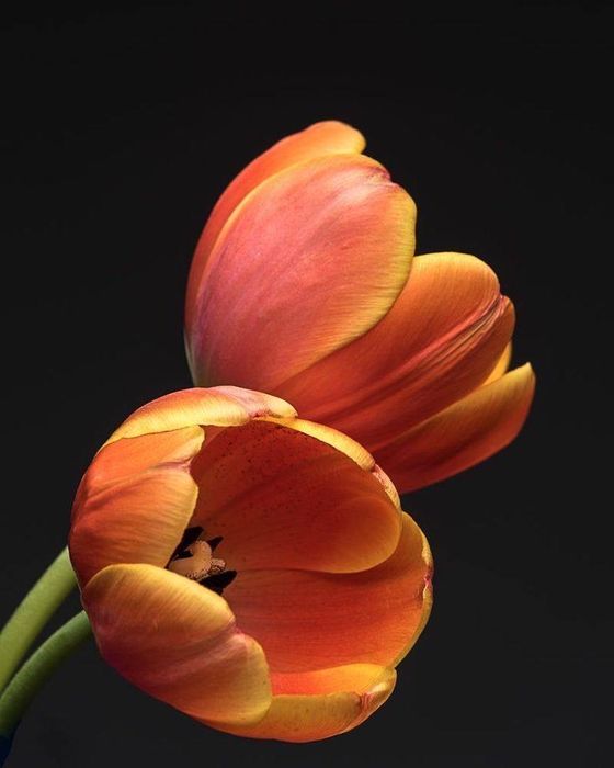 ОПТ! тюлпан ОПТ/ГУРТ 8 марта/березня вид 50 шт харьков вид 19,99 грн