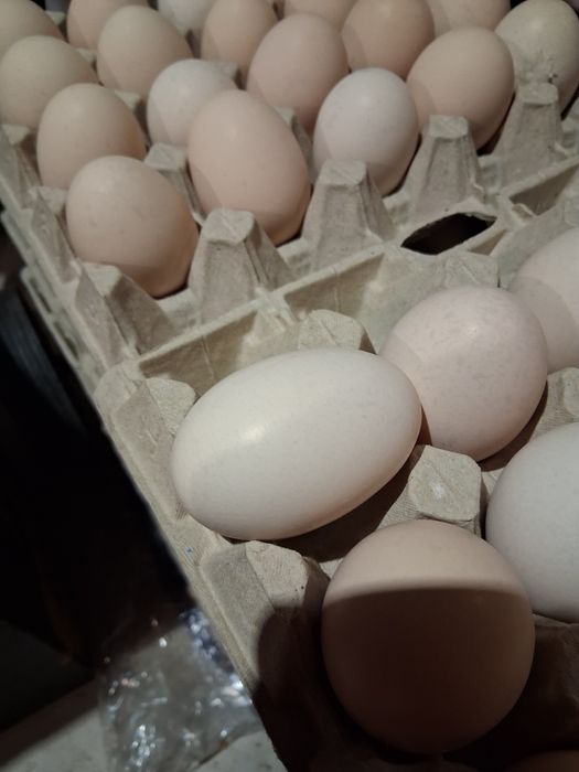 Jajka dwużóltka hurt/detal