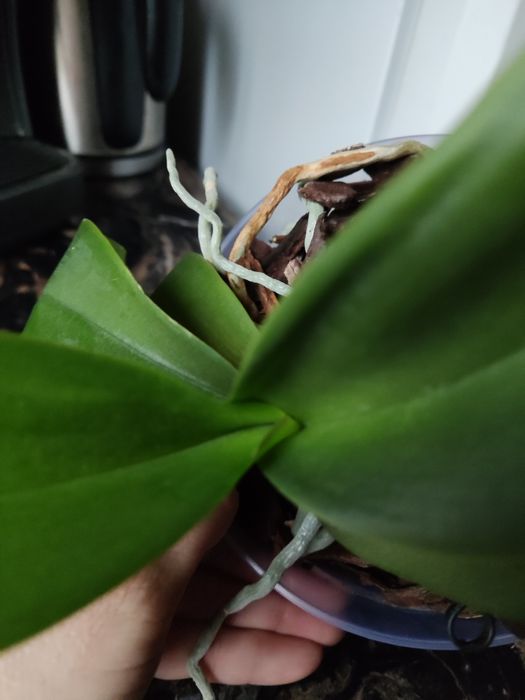 Продам домашню орхідею