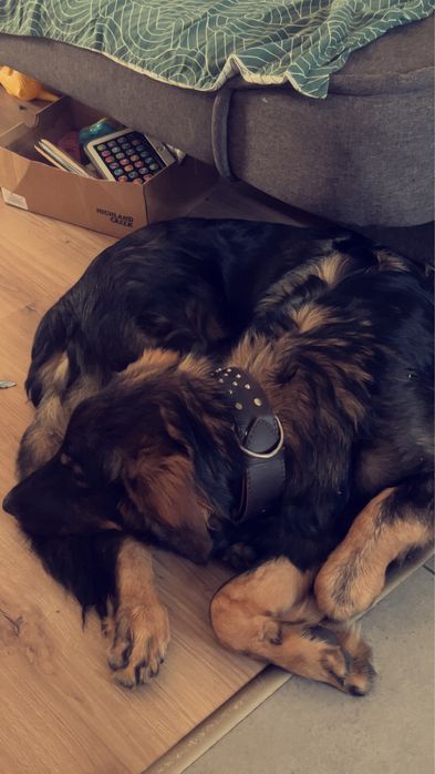 oddam pieska za darmo.