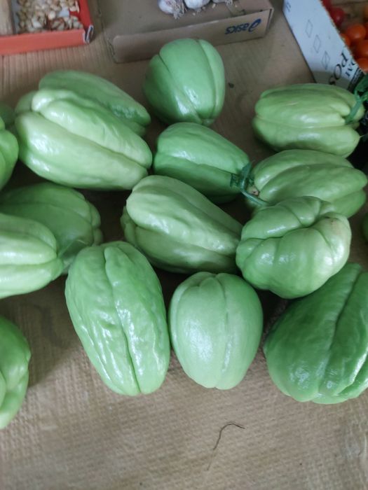 100 kg de chuchus caseiros biogicos legume muito bom para a saúde