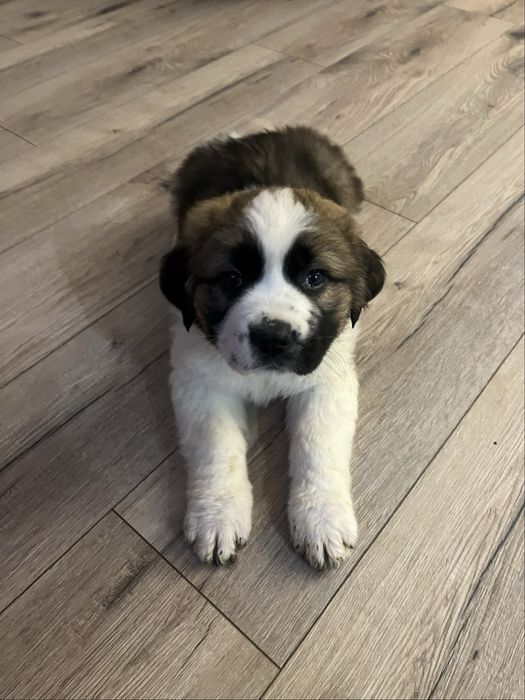 oddam szczeniaki bernardyn