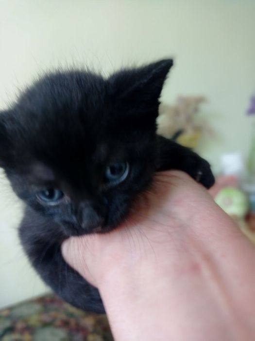 Кошенята, кошеня