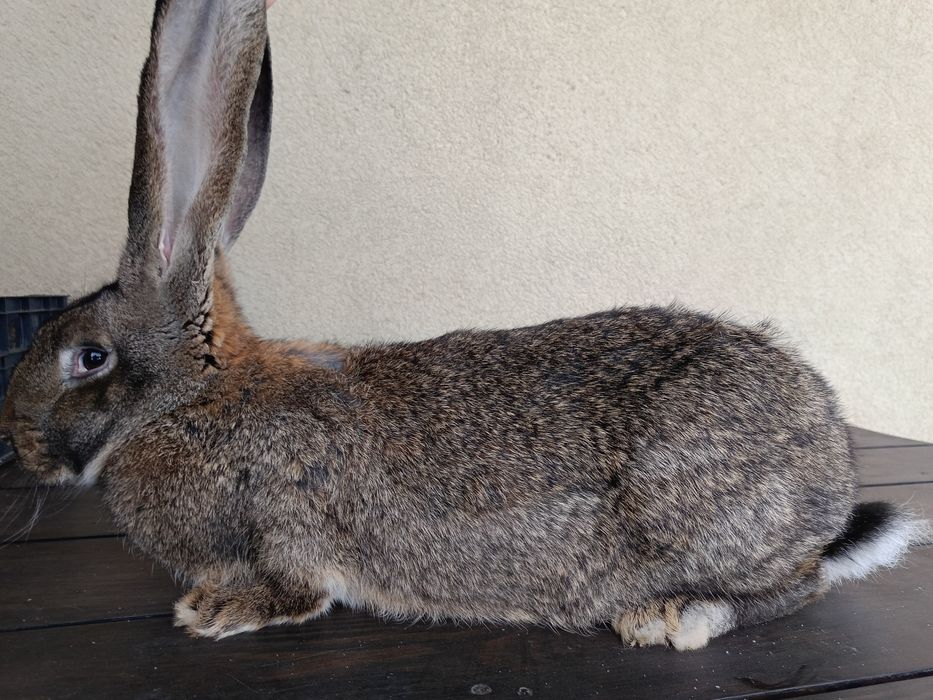 Olbrzym Belgijski (Samica)