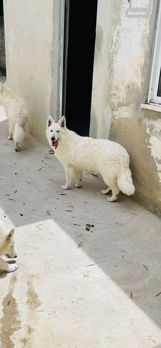 pastor suíço macho