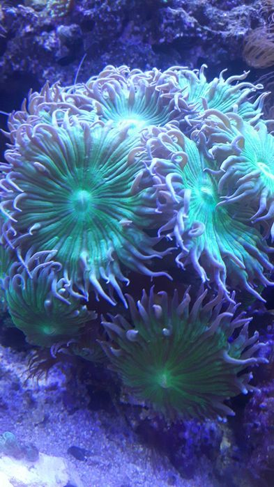 Koralowce do sprzedania.