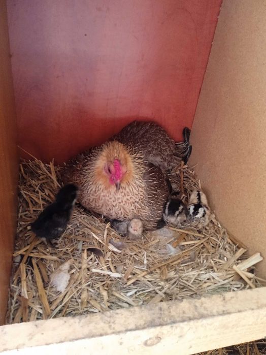 Kury rasowe brachmy kochiny liliputy karzełki łapciate  silki