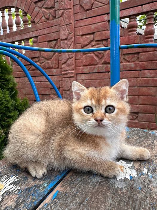 Продаемо чудових котенят !