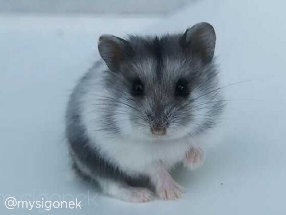 Chomiki Campbella z rodowodem