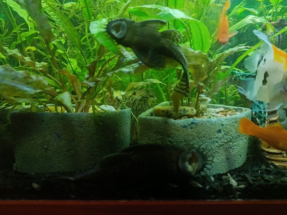 Аквариумные  Креветки,  рыбы, растения, Хелены