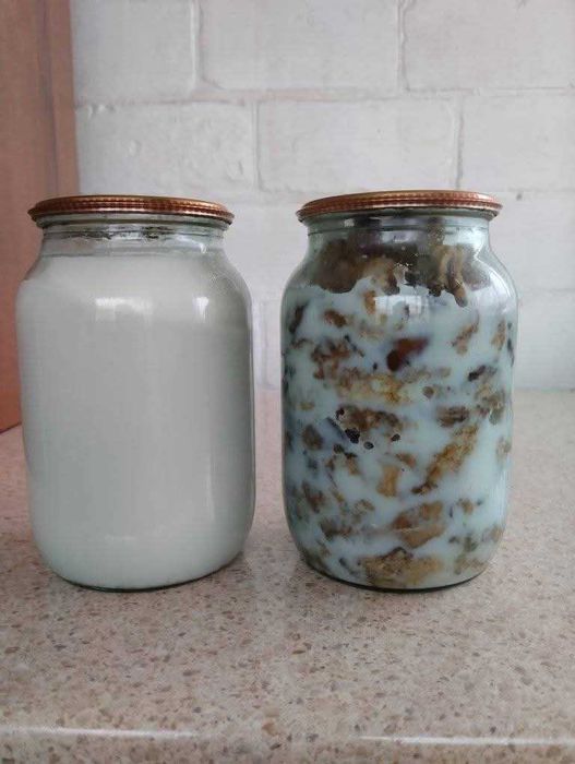 Смалець домашній