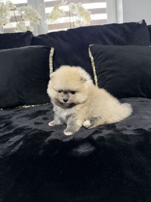 Pomeranian szpic miniaturowy