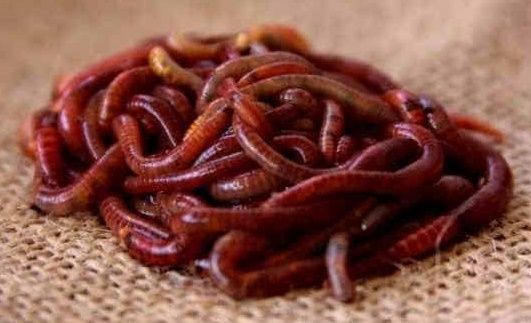 Kit + de 500 Minhocas Californianas (Eisenia foetida) + ovos