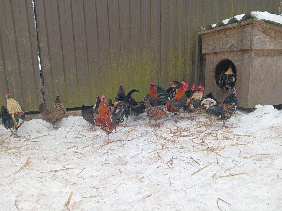 Карликові  Кури, БЕНТАМКИ  передаю автобусом