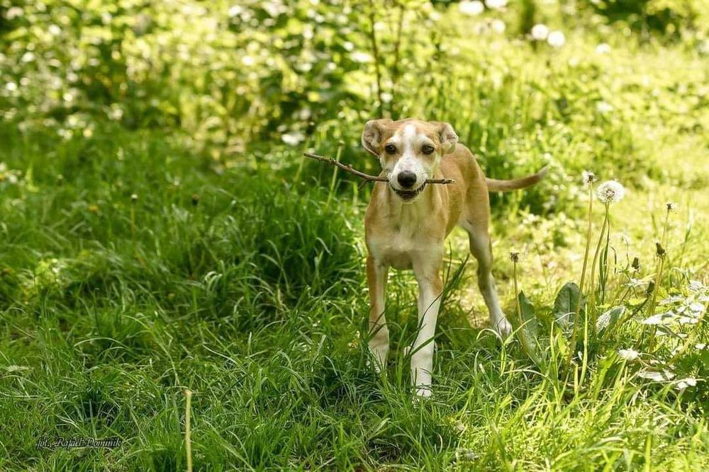 Szczeniak do adopcji!