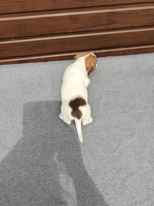 Jack Russell Terrier krótkowłosy  suczka