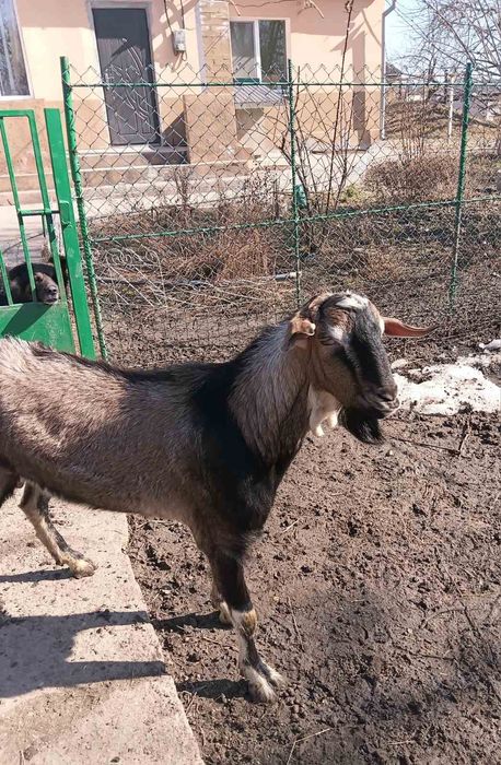 Продається кізочка