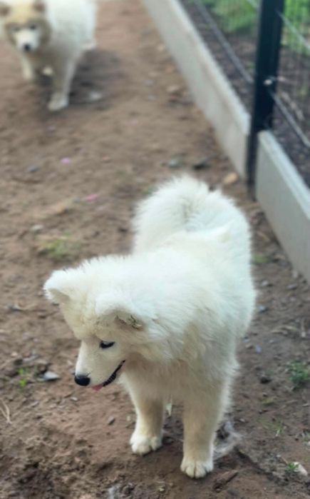 Suczka Samoyed samojed Zapraszamy