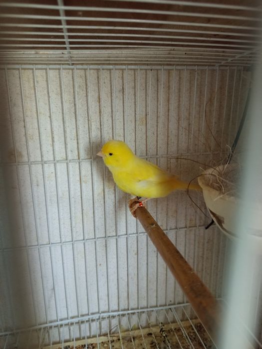 Canário amarelo ...