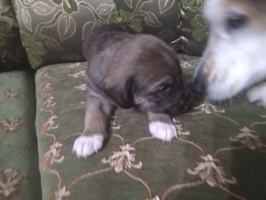 Віддамо ціценят в хороші руки