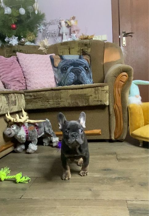 Щенки Французский Бульдог, ухоженные, привытые