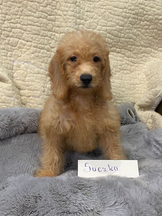 Sprzedam śliczne cockapoo