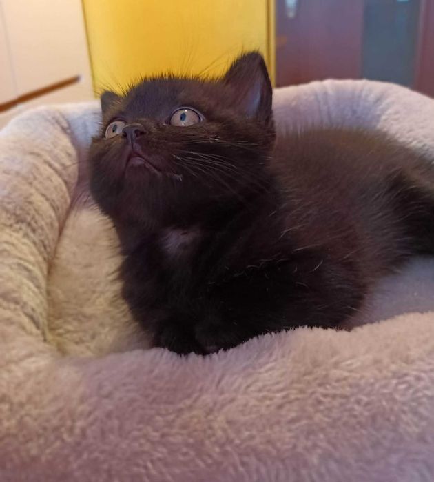 Koty kociaki kocięta Brytyjskie krótkowłose