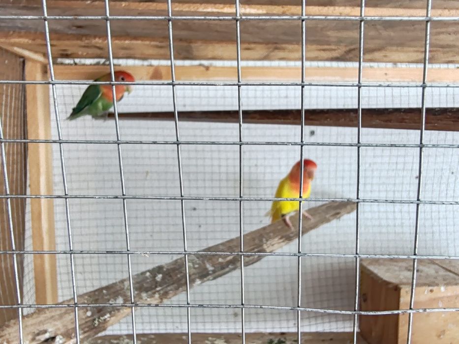 Agapornis Roseicolis casal e filhote