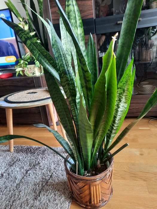 Sensawiera dl Ok.70 cm
