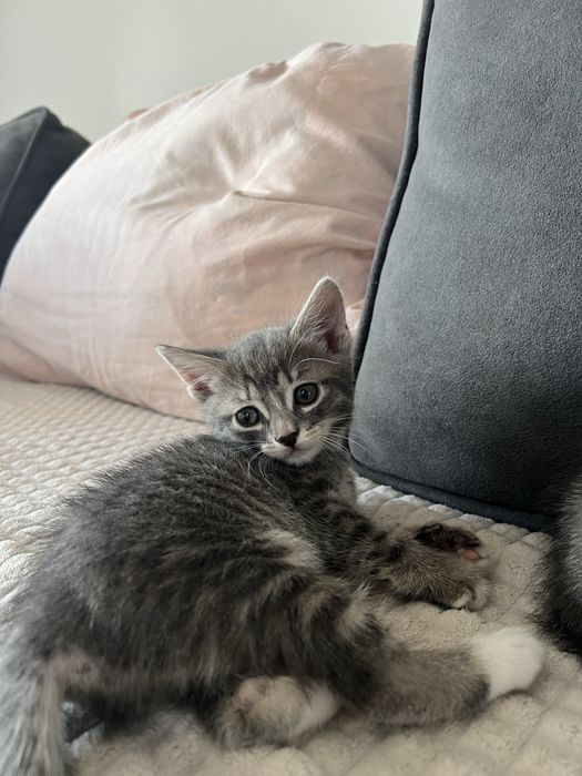 Кошенята 2 місяці