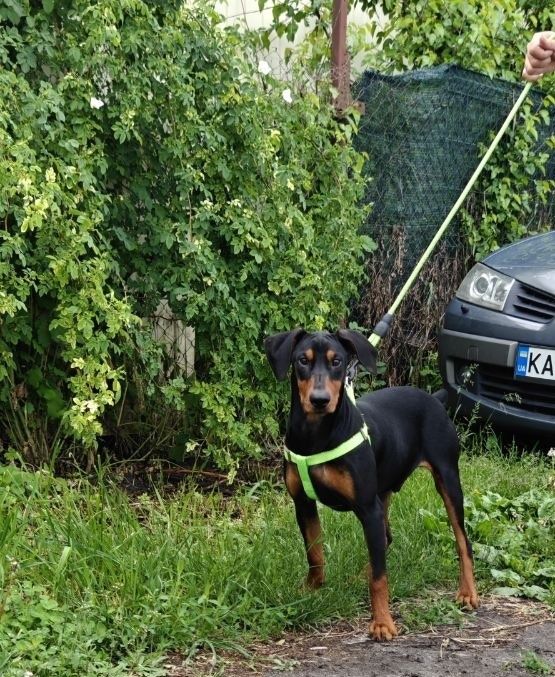 Німецький пінчер 9 місяців