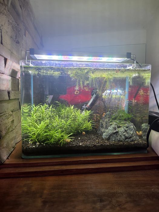 Vendo aquario 10 litros