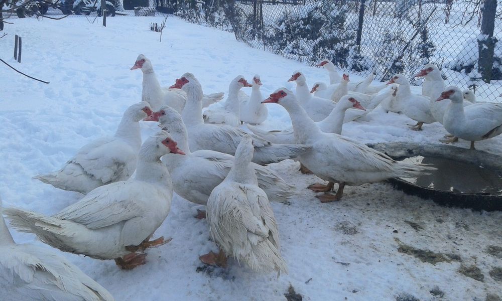 Sprzedam kaczki i kaczory