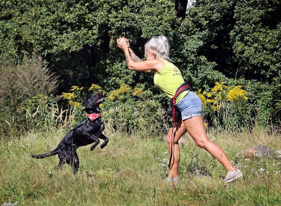 Roczny czarny mini mix labrador. Młody pies w schronisku do adopcji.