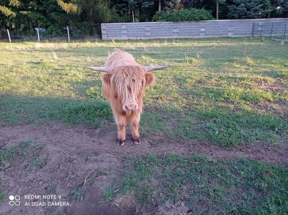 Bydło highland catlle