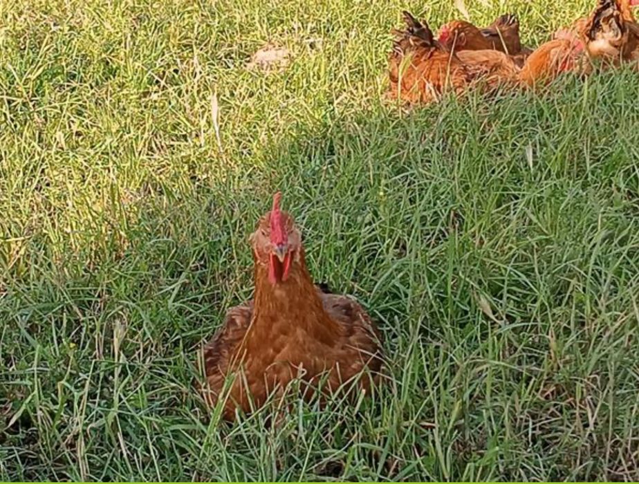 Ovos Caseiros, Galinhas de Exterior