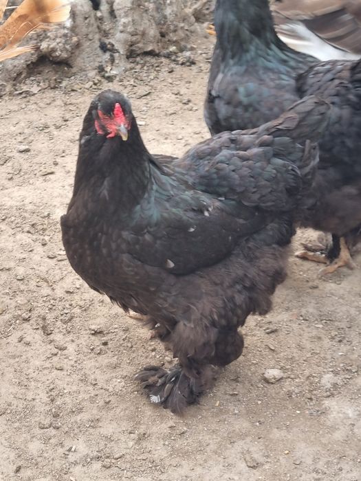 Casal Brahma Black