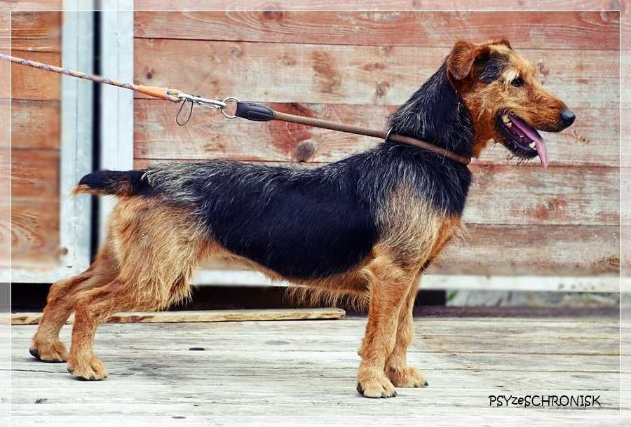 Zara – kiedyś miała dom, teraz tęskni za kratami