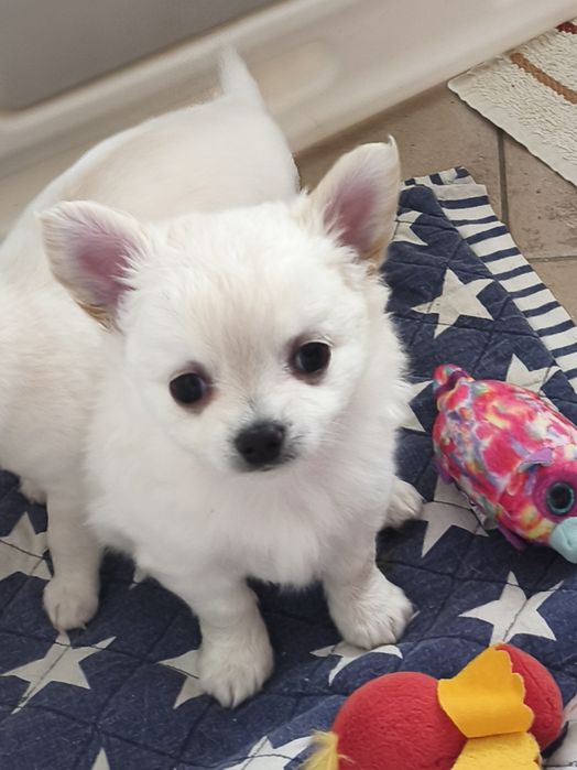 Piesek chihuahua długowłosy FCI