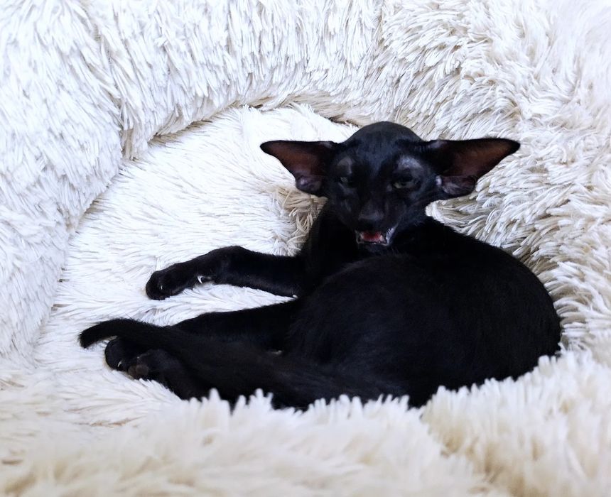 Ориентальные девочки